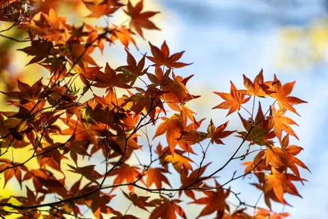Autumn Maple Leaves 4K Wallpaper · autumn · 3840×2560