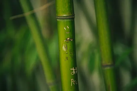 竹林 4K桌布 · nature · 3840×2560