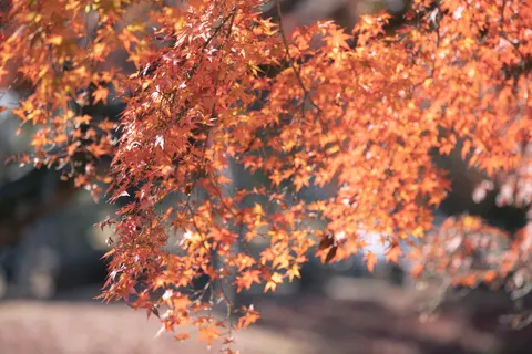 Autumn Maple Leaves 4K Wallpaper · autumn · 3840×2560