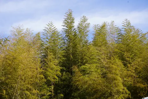 竹林 4K桌布 · nature · 3840×2560