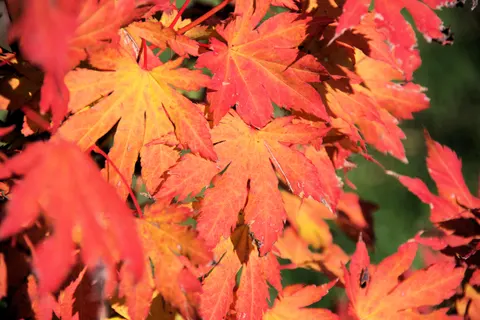 Autumn Maple Leaves 4K Wallpaper · autumn · 3840×2560