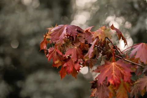 Fond d'écran Feuilles d'erable d'automne 4K · autumn · 3840×2560