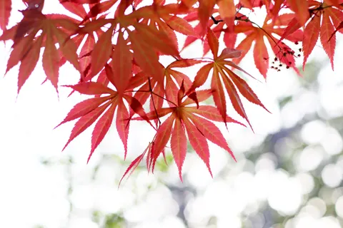 Herfstesdoornbladeren 4K-achtergrond · autumn · 3840×2560