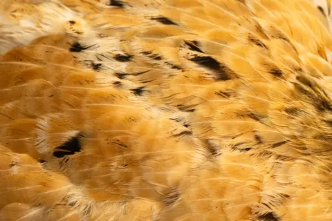 Verendetail 4K-achtergrond · birds · 3840×2560