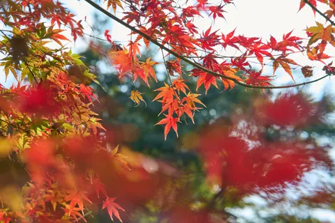 Fond d'écran Feuilles d'erable d'automne 4K · autumn · 3840×2560