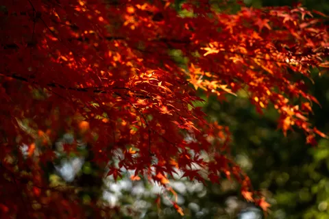 والپیپر برگ‌های افرا پاییزی با کیفیت 4K · autumn · 3840×2560