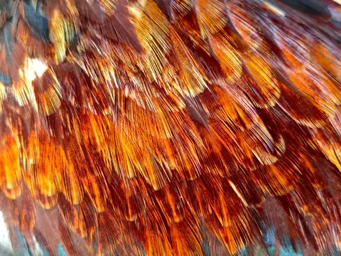 Verendetail 4K-achtergrond · birds · 3840×2880