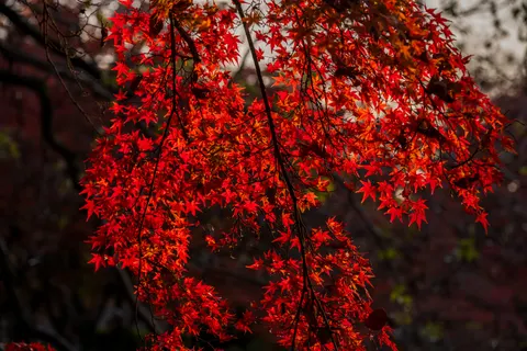 Fond d'écran Feuilles d'erable d'automne 4K · autumn · 3840×2560