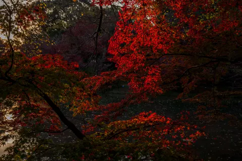 Fond d'écran Feuilles d'erable d'automne 4K · autumn · 3840×2560