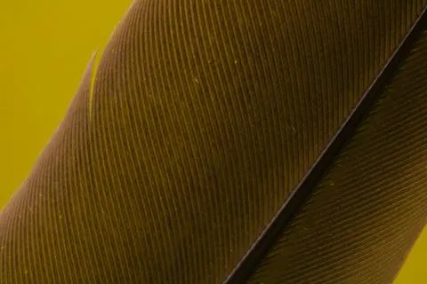 Feather Detail 4K Wallpaper · birds · 3840×2560