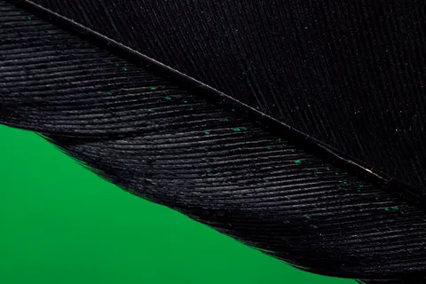 Hình nền Chi Tiết Lông Vũ 4K · birds · 3840×2560
