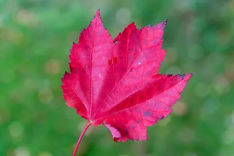 Fond d'écran Feuilles d'erable d'automne 4K · autumn · 3840×2563