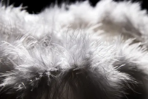 Feather Detail 4K Wallpaper · birds · 3840×2560
