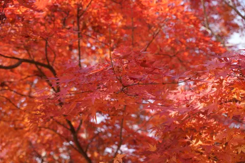 Fond d'écran Feuilles d'erable d'automne 4K · autumn · 3840×2560