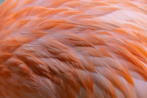Feather Detail 4K Wallpaper · birds · 3840×2560