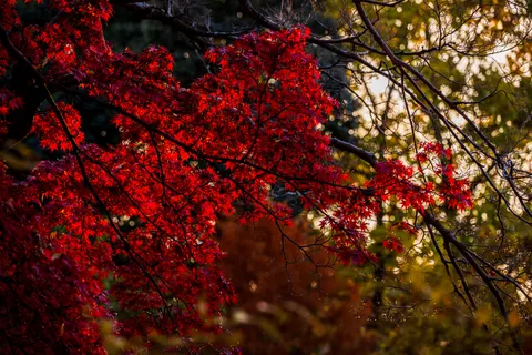 Autumn Maple Leaves 4K Wallpaper · autumn · 3840×2560