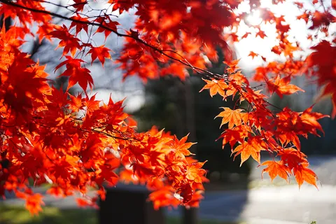Fond d'écran Feuilles d'erable d'automne 4K · autumn · 3840×2560