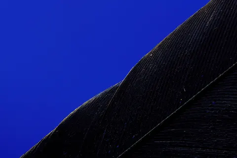 Feather Detail 4K Wallpaper · birds · 3840×2560
