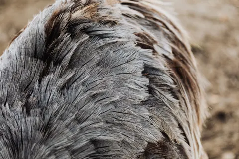 Papel de parede Detalhe de pena 4K · birds · 3840×2560