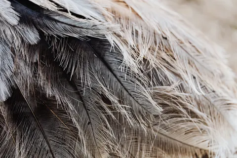 Feather Detail 4K Wallpaper · birds · 3840×2560