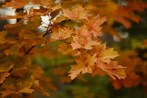 Fond d'écran Feuilles d'erable d'automne 4K · autumn · 3840×2560