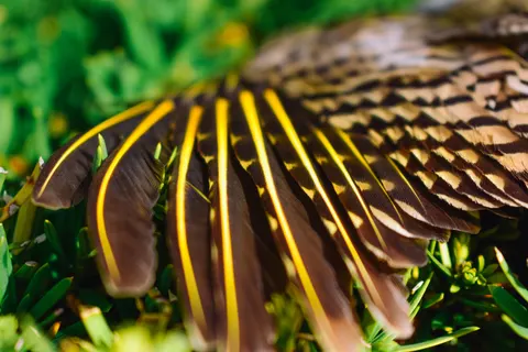 Fondo de pantalla Detalle de pluma 4K · birds · 3840×2560