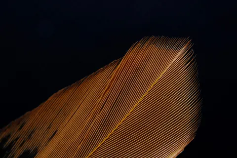 Papel de parede Detalhe de pena 4K · birds · 3840×2560