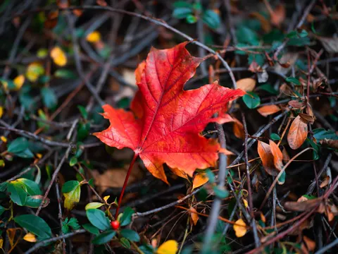Autumn Maple Leaves 4K Wallpaper · autumn · 3840×2878