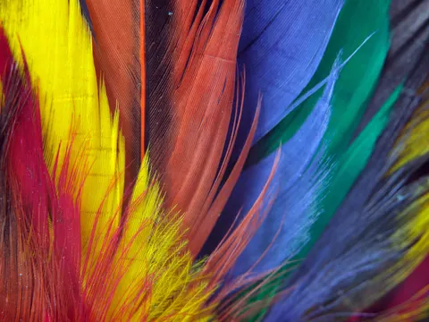 Fondo de pantalla Detalle de pluma 4K · birds · 3840×2880