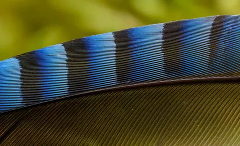 Verendetail 4K-achtergrond · birds · 3840×2334