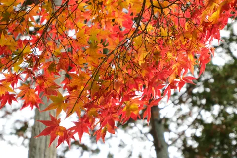 Tapeta Jesienne Liście Klonu 4K · autumn · 3840×2560