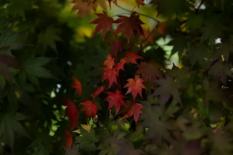 والپیپر برگ‌های افرا پاییزی با کیفیت 4K · autumn · 3840×2560