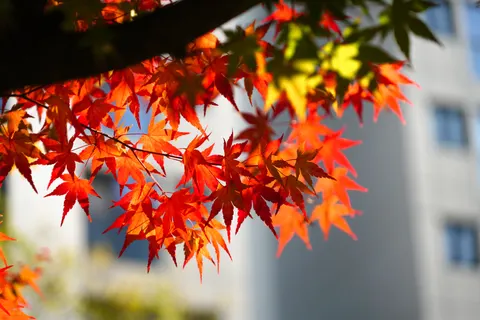 Autumn Maple Leaves 4K Wallpaper · autumn · 3840×2561