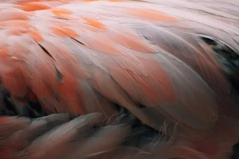羽毛細節 4K桌布 · birds · 3840×2560