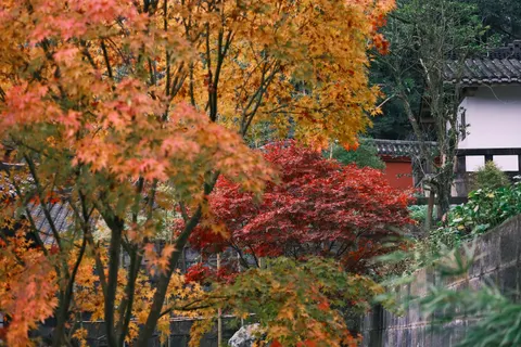 Fond d'écran Feuilles d'erable d'automne 4K · autumn · 3840×2560