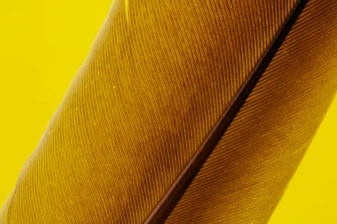 Feather Detail 4K Wallpaper · birds · 3840×2560