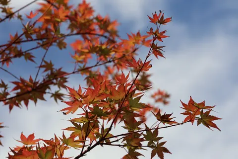 والپیپر برگ‌های افرا پاییزی با کیفیت 4K · autumn · 3840×2560