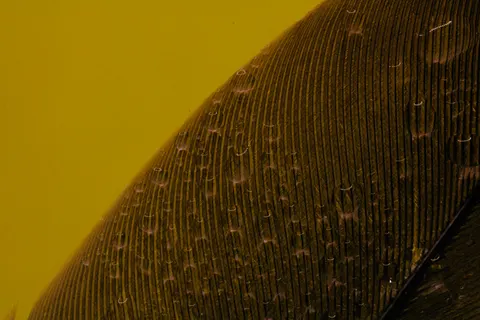 Feather Detail 4K Wallpaper · birds · 3840×2560