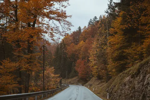 والپیپر جنگل پاییزی با کیفیت 4K · nature · 3840×2560