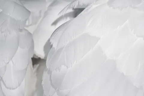Papel de parede Detalhe de pena 4K · birds · 3840×2560