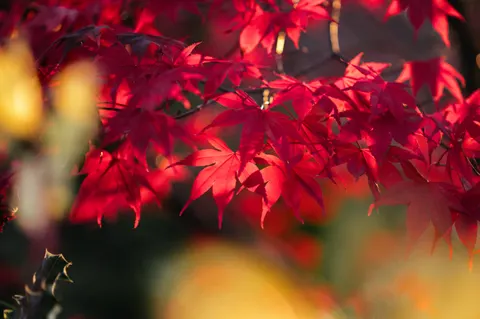 Tapeta Jesienne Liście Klonu 4K · autumn · 3840×2555