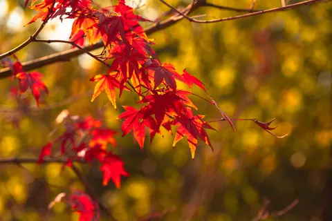 Fond d'écran Feuilles d'erable d'automne 4K · autumn · 3840×2560