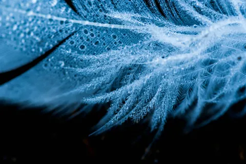 Feather Detail 4K Wallpaper · birds · 3840×2563