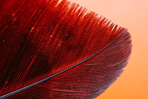 Verendetail 4K-achtergrond · birds · 3840×2560
