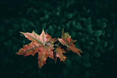 Fond d'écran Feuilles d'erable d'automne 4K · autumn · 3840×2560