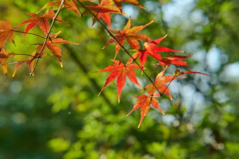 Fond d'écran Feuilles d'erable d'automne 4K · autumn · 3840×2560