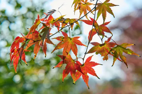Herfstesdoornbladeren 4K-achtergrond · autumn · 3840×2560