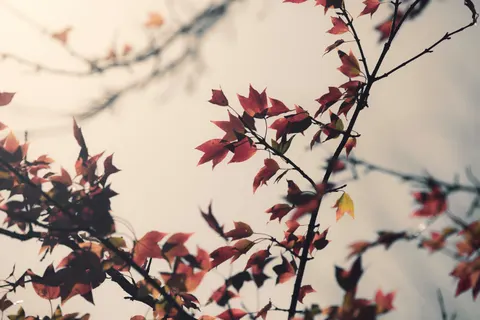 والپیپر برگ‌های افرا پاییزی با کیفیت 4K · autumn · 3840×2560