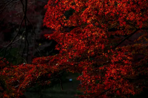 Fond d'écran Feuilles d'erable d'automne 4K · autumn · 3840×2560