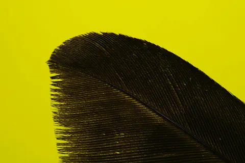 Papel de parede Detalhe de pena 4K · birds · 3840×2560
